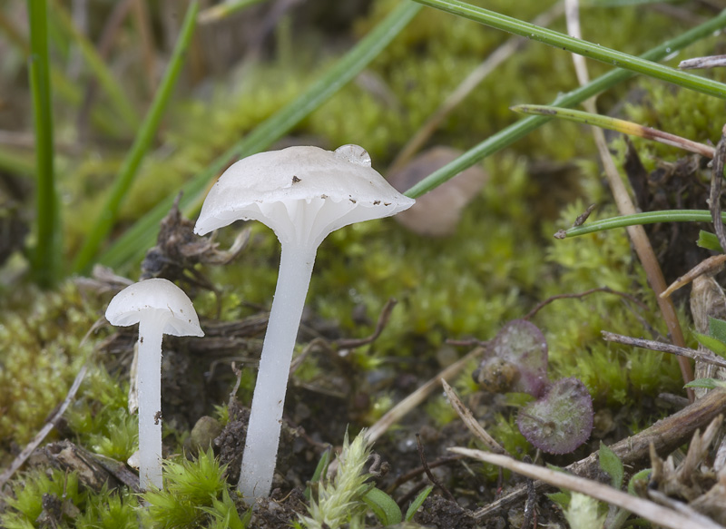 Hemimycena mairei